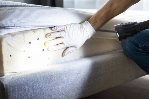 Trusted Cooper City, FL Pest Control Experts