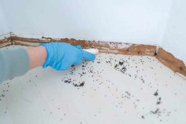 Flea Control Services in Cooper City, FL